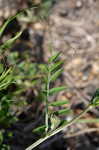 Winter vetch